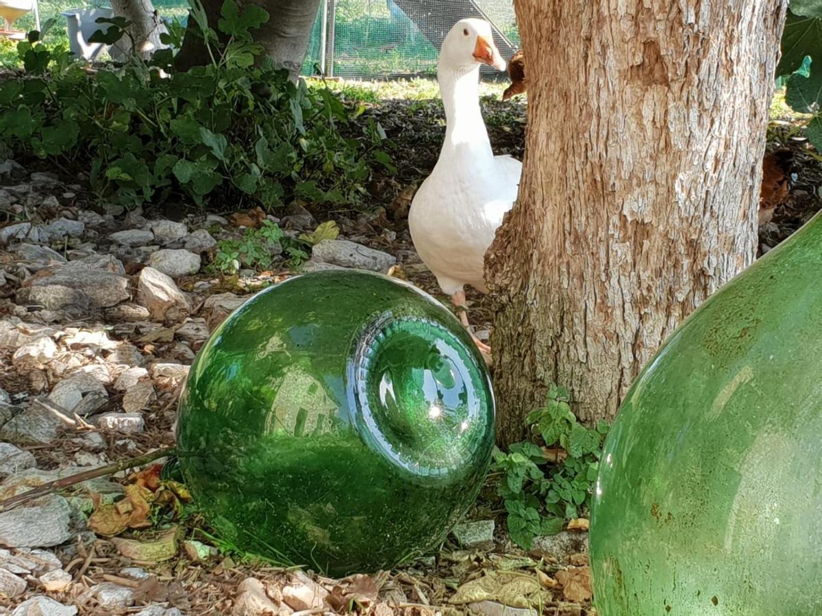 B & B La Primavera Pergola Bagian luar foto